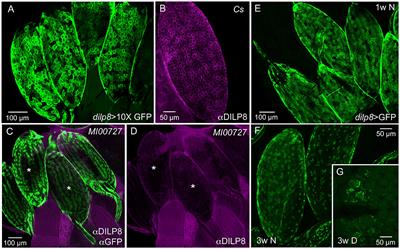 Drosophila Insulin-Like Peptide 8 (DILP8) in Ovarian Follicle Cells Regulates Ovulation and Metabolism